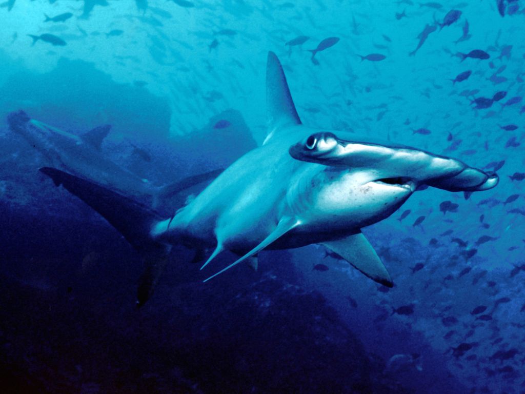 fining ailerons requins