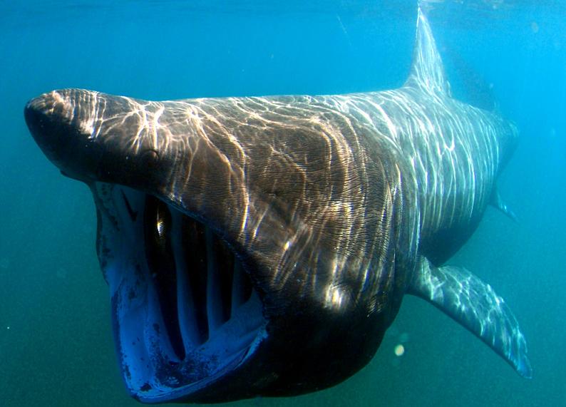 requins pèlerinsbretagne