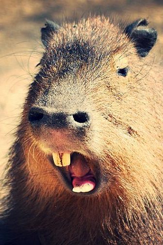 capybaras dents