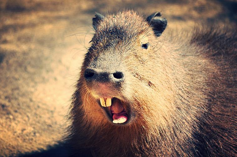 capybaras dents