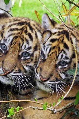 tigres doublement population