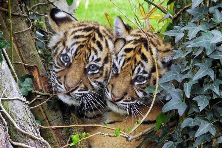 tigres doublement population