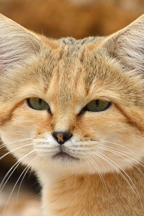 chat des sables