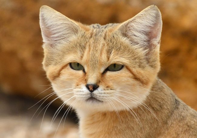 chat des sables