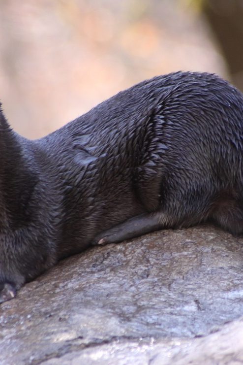 loutre à coup tacheté