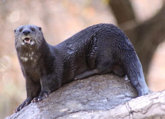 loutre à coup tacheté