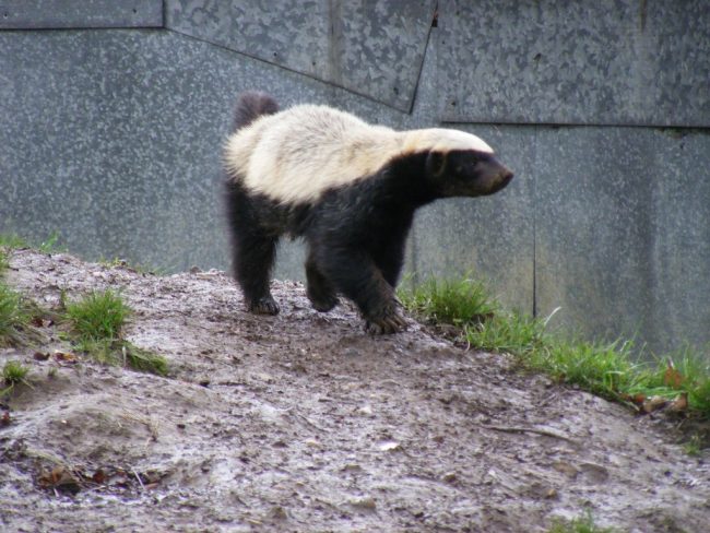 ratel apiculteurs