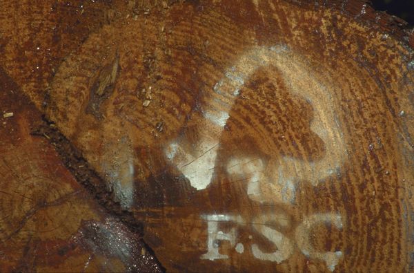 fsc forêt