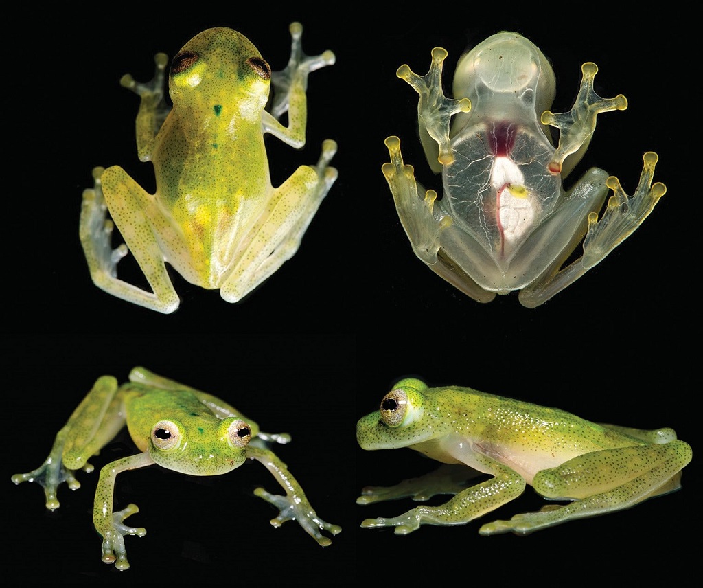 grenouilles de verre