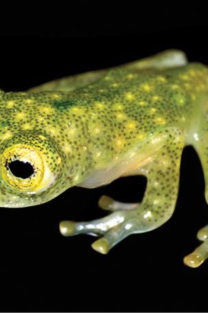 grenouilles de verre menaces