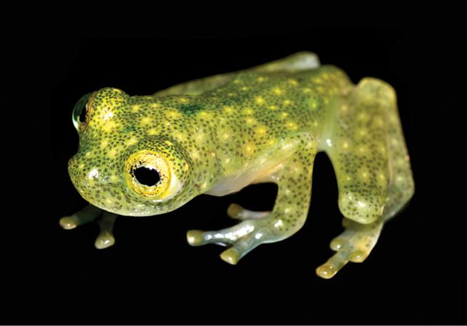 grenouilles de verre menaces