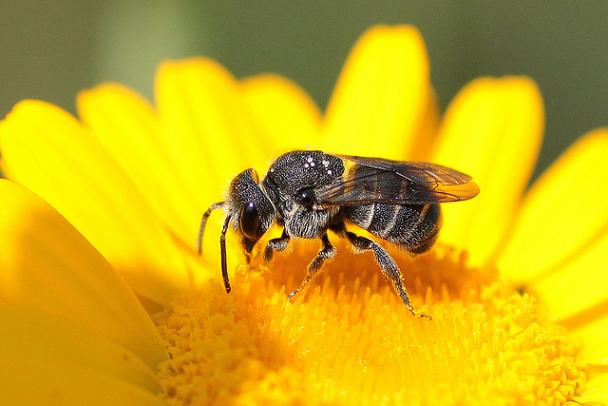 ogm abeilles miel