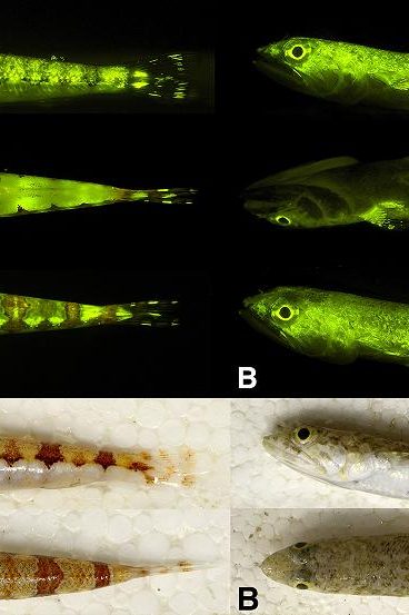 poissons fluorescents