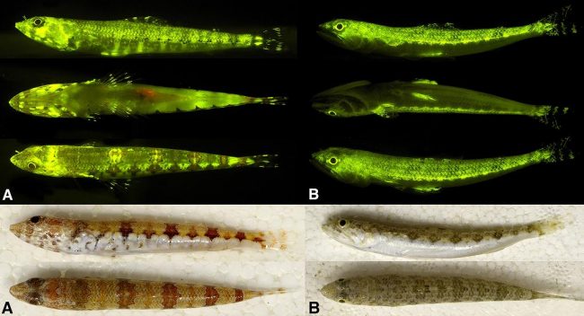 poissons fluorescents