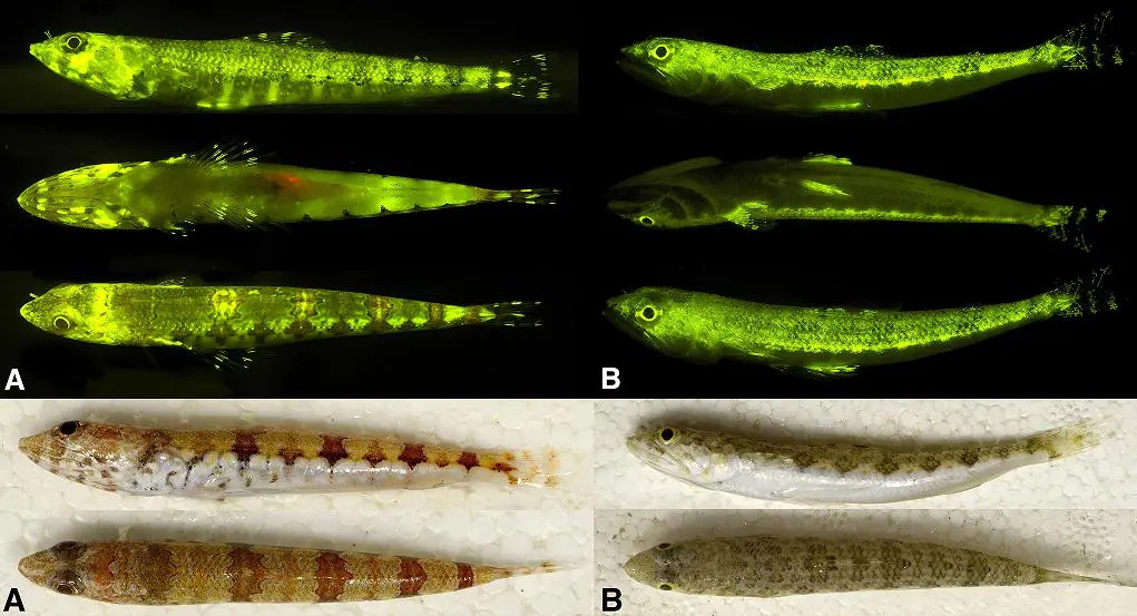 La biofluorescence, la face cachée des poissons | Natura Sciences