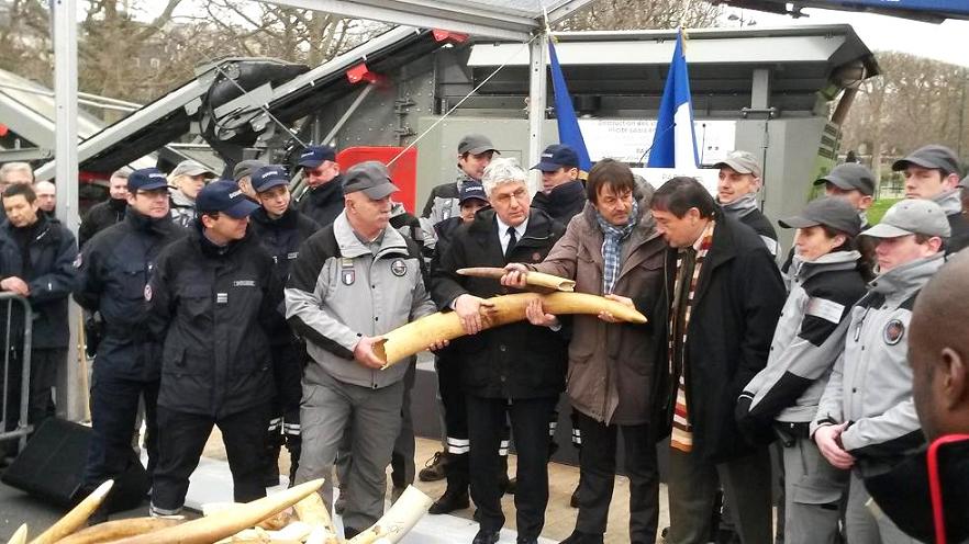 ivoire illicite éléphants
