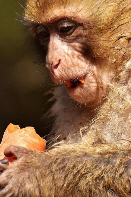 trafic animaux sauvage