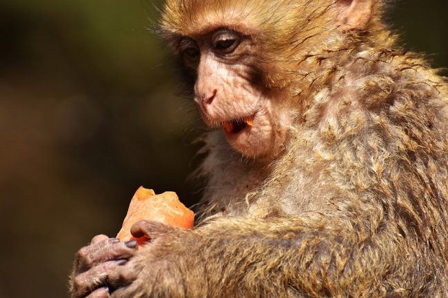 trafic animaux sauvage