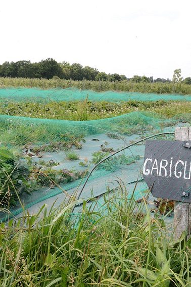 agriculture biologique maraichage