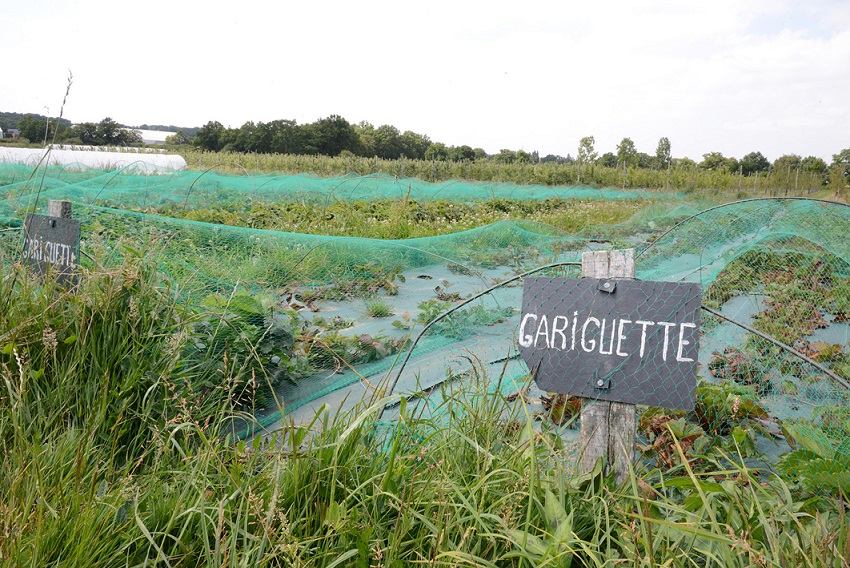 agriculture biologique maraichage