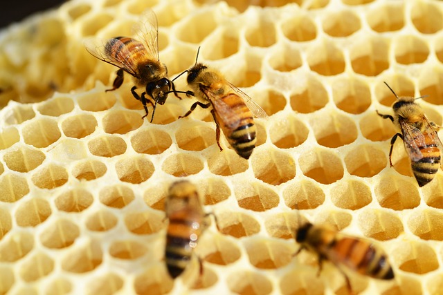 miel abeilles 2014