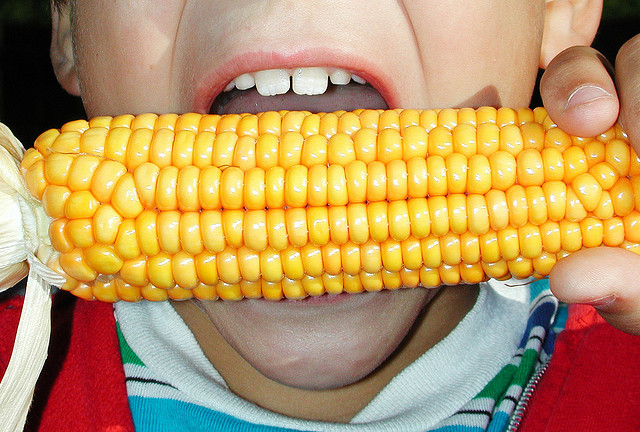mais ogm etude long terme