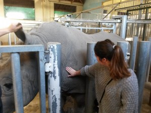 rhinocéros caresse beauval