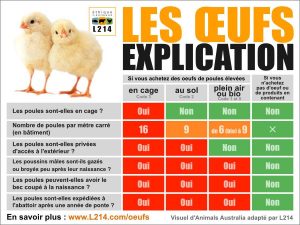 massacre poussins