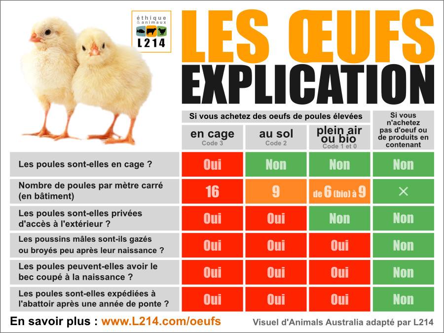 massacre poussins