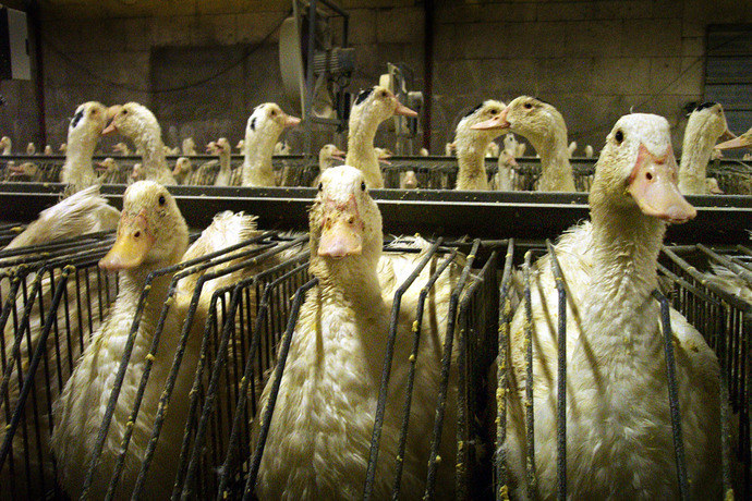 gavage foie gras