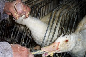 foie gras campagne L214