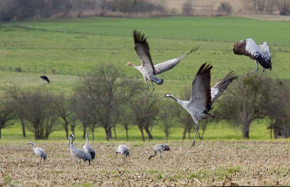 grues cendrées lac du der