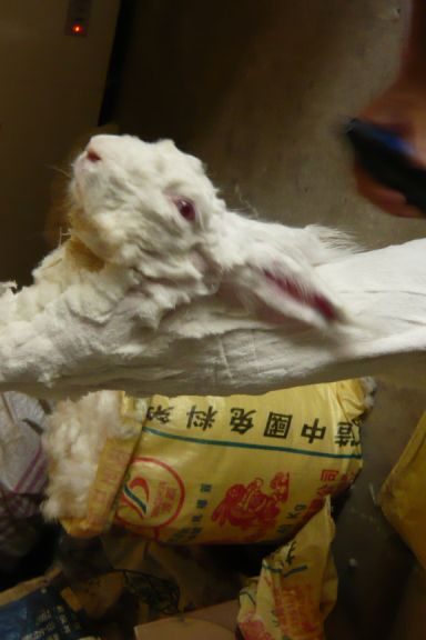 fourrure angora peta