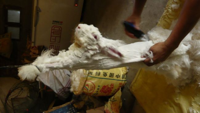 fourrure angora peta