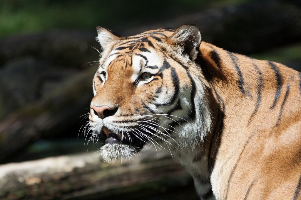 tigres inde population