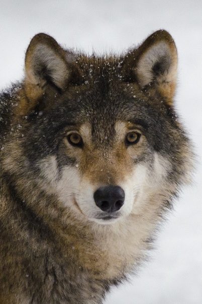 protéger les loups