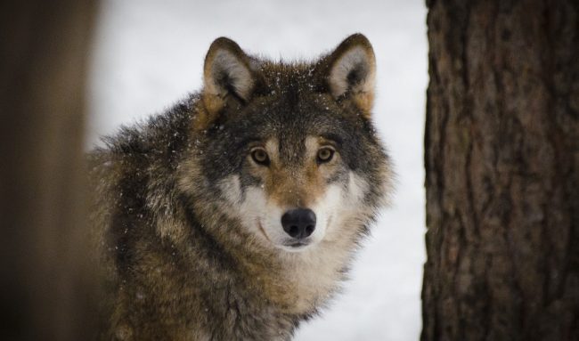 protéger les loups