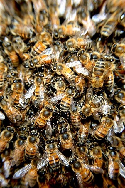 mortalités des abeilles