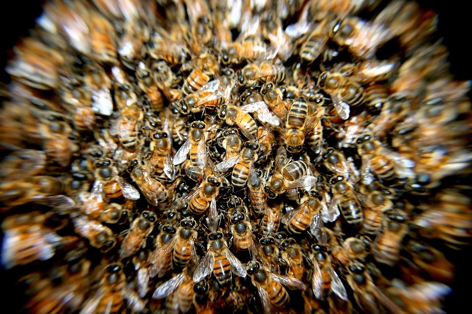 mortalités des abeilles