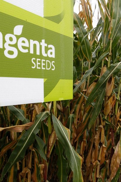 syngenta seeds semences