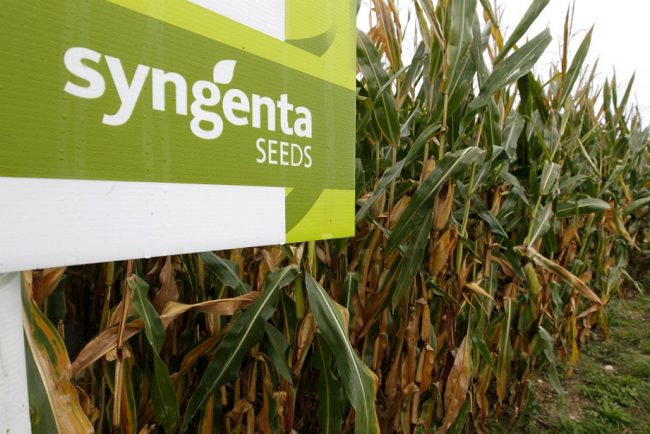 syngenta seeds semences