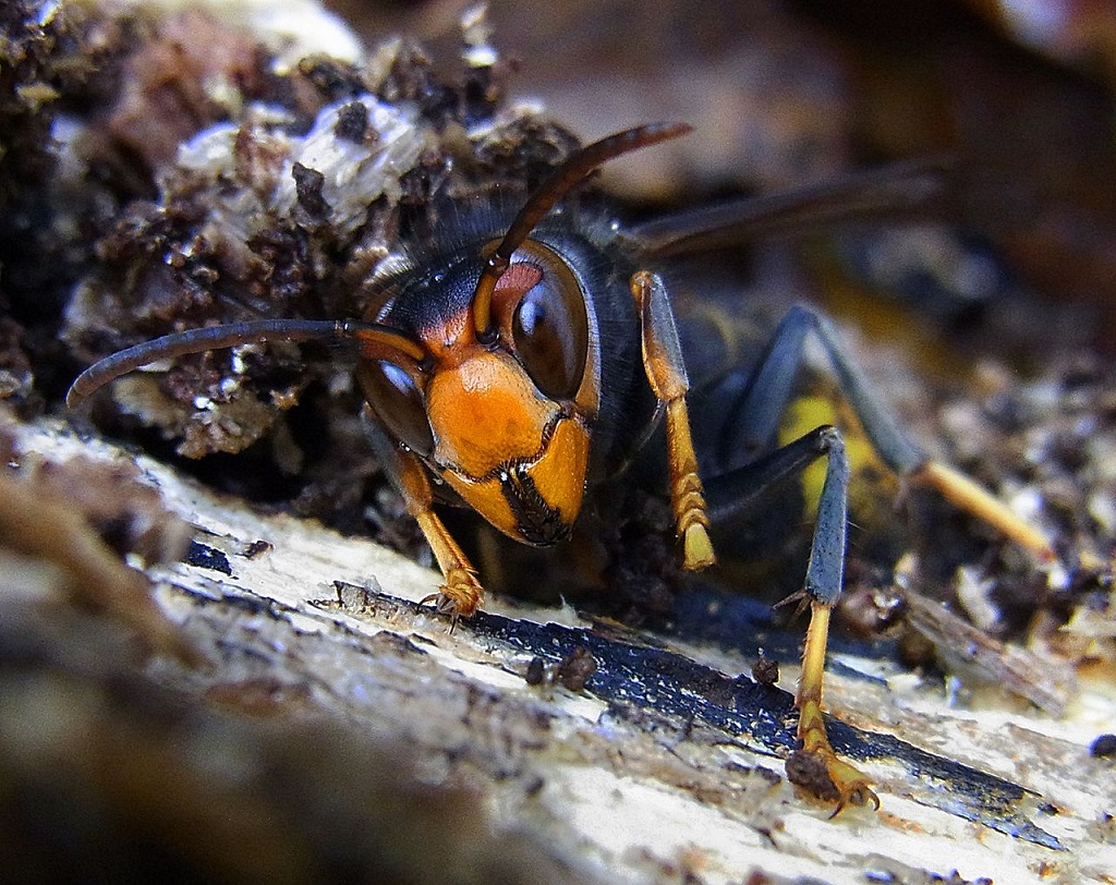 frelon asiatique abeilles