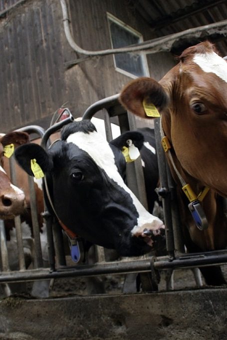 ferme des 1000 vaches