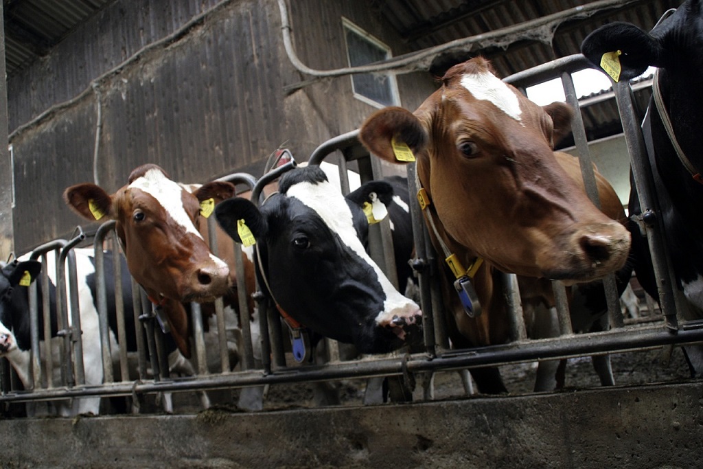 ferme des 1000 vaches