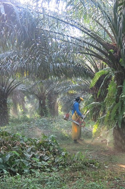 huile de palme durable