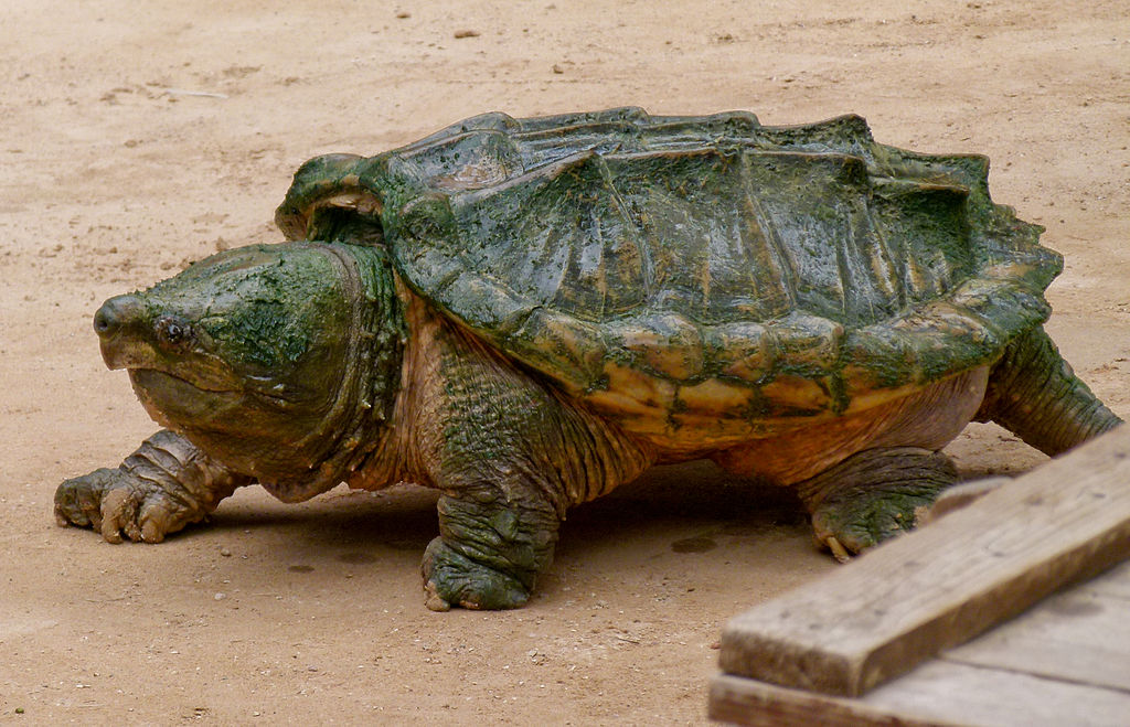 tortue alligator