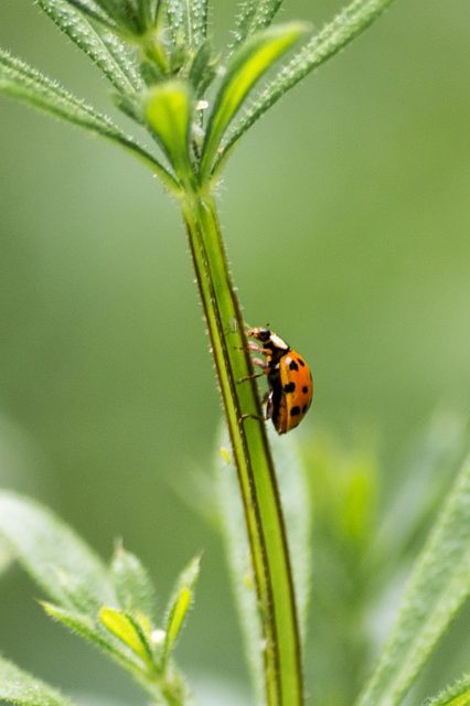 agriculture biologique conventionnel comparaison