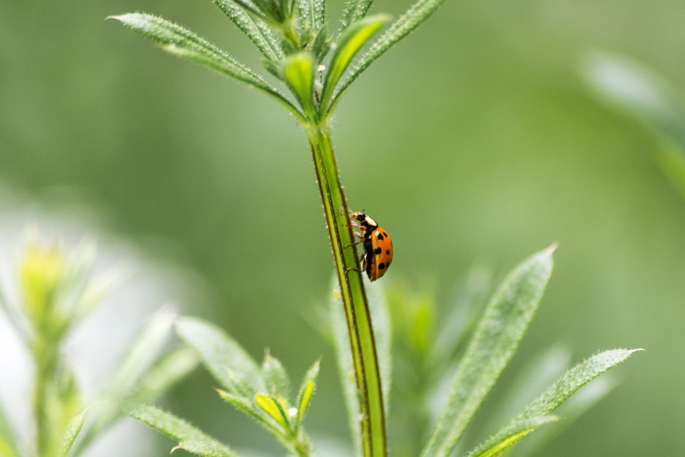 agriculture biologique conventionnel comparaison