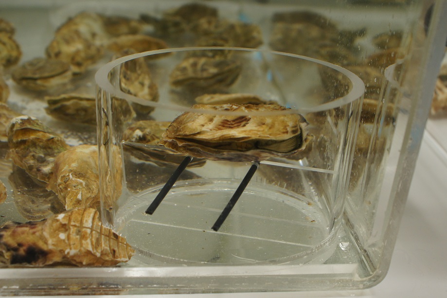 huîtres micro-plastiques