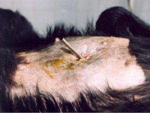 extraction bile d'ours